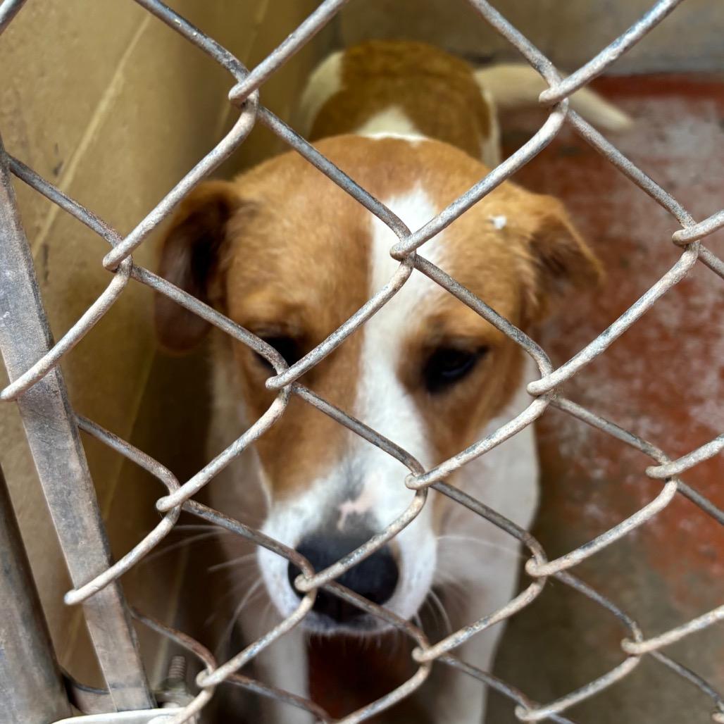 (CCSO) Poka dot, Adoptable, Young Female Cattle Dog.