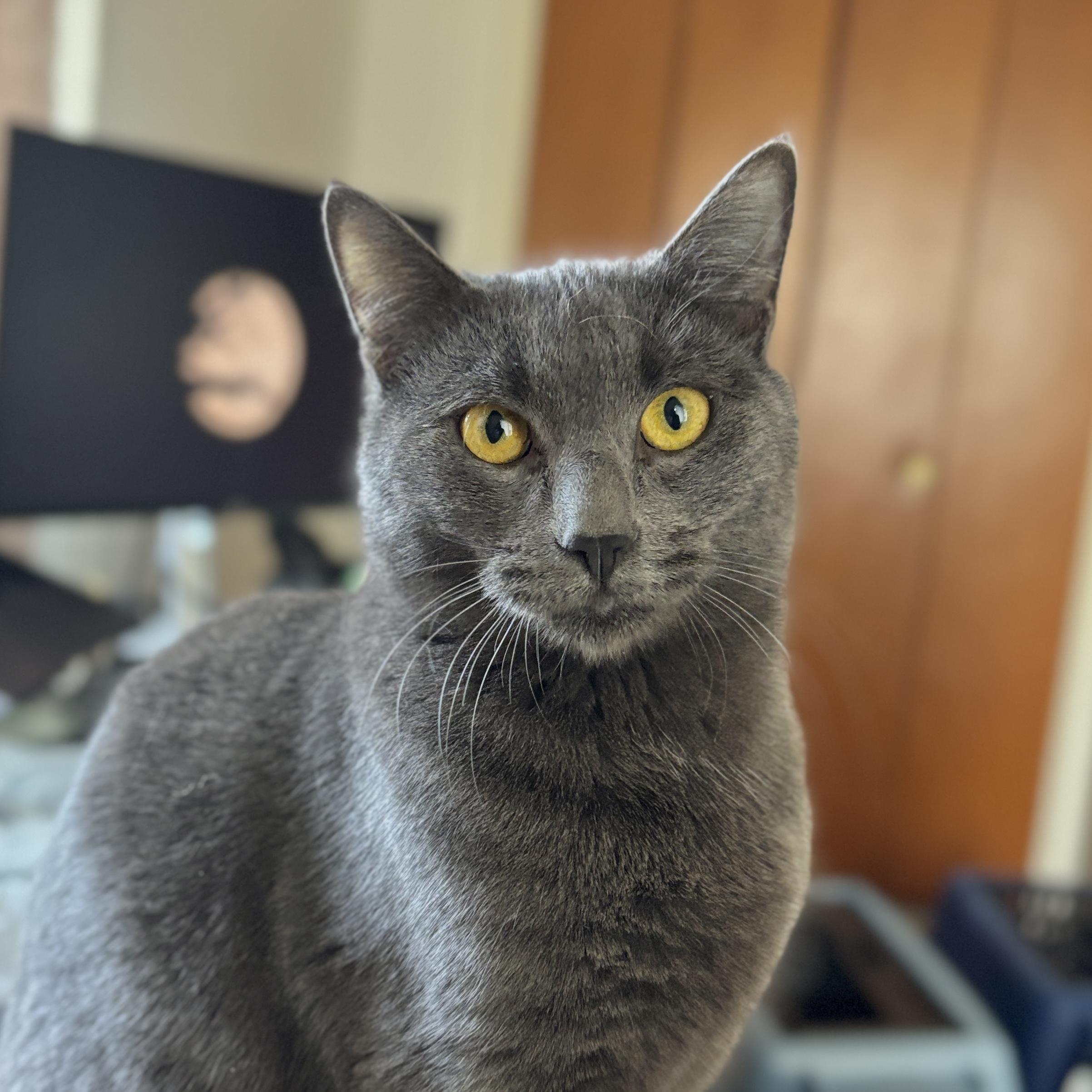 Peyton, ADOPTABLE, Young Male Domestic Short Hair.