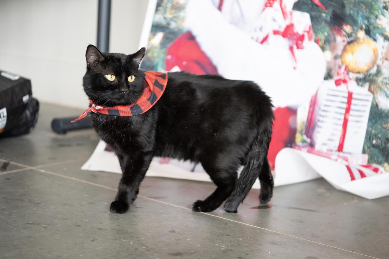 Enlarge MUNSTER, a Adoptable Domestic Short Hair in Chapel Hill, NC image 1/1