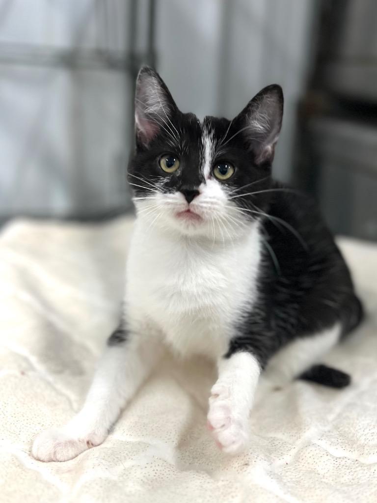 Rapunzel, Adoptable, Young Female Domestic Short Hair.