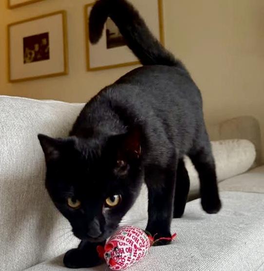 Enlarge Louis, a Adoptable Domestic Short Hair in WOODSTOCK, ON image 1/1