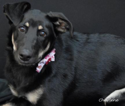 Enlarge Sage, an adoptable mixed breed in Newland, NC image 1/1