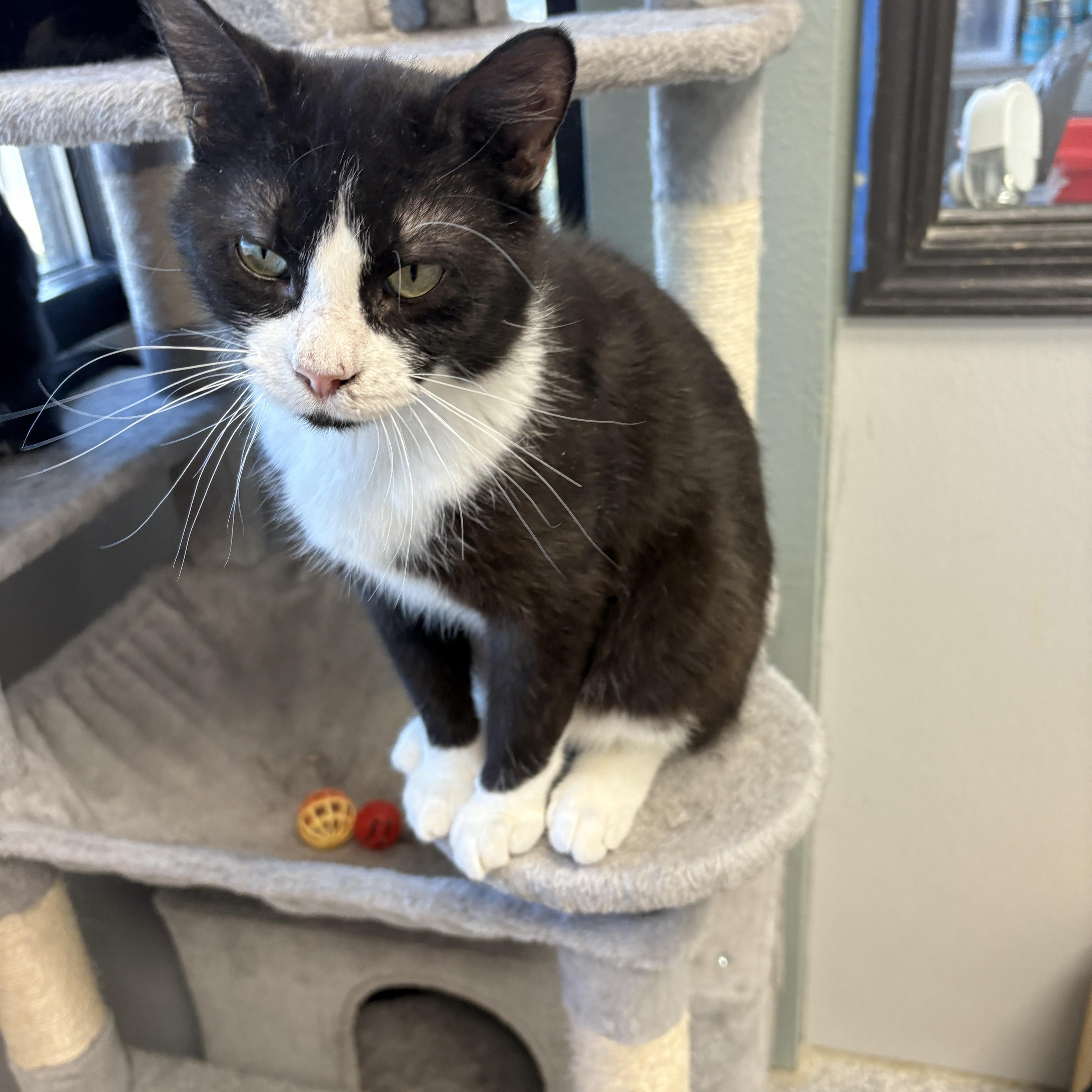 CoCo, a Adoptable Domestic Short Hair in Monticello, IA image 6/6