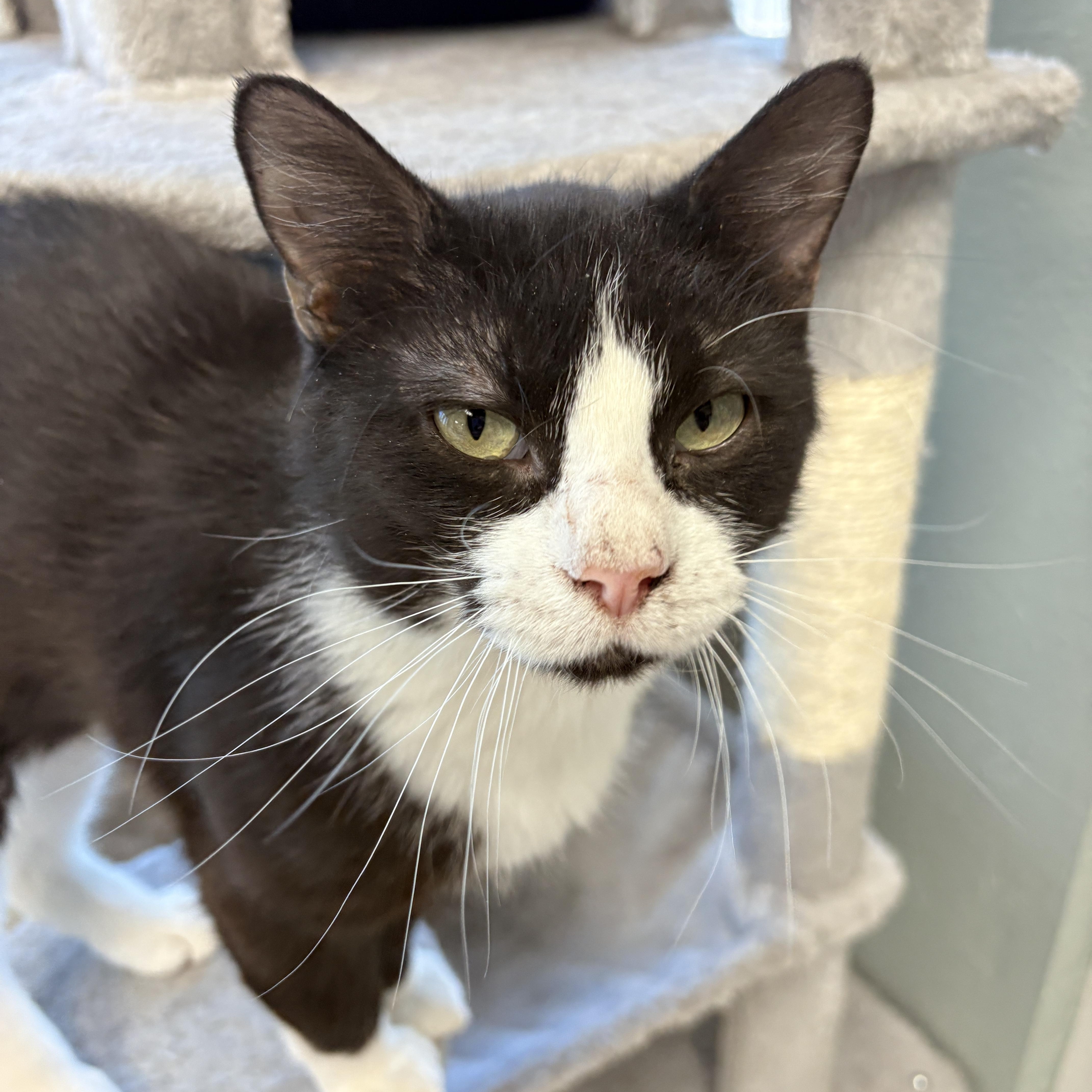 CoCo, a Adoptable Domestic Short Hair in Monticello, IA image 4/6