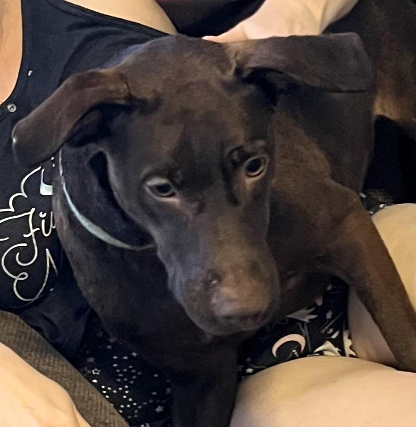 Tiabeanie, ADOPTABLE, Adult Female Labrador Retriever.