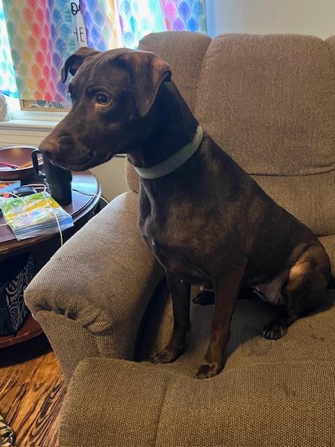 Enlarge Tiabeanie, a ADOPTABLE mixed breed in Cairo, GA image 3/3