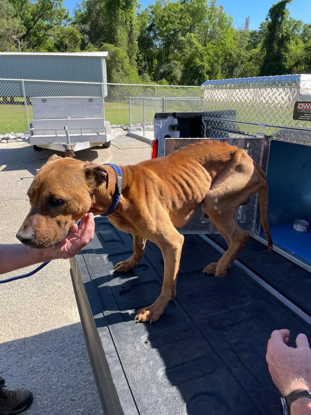 Enlarge Bucky, a Adoptable mixed breed in BREWTON, AL image 3/3