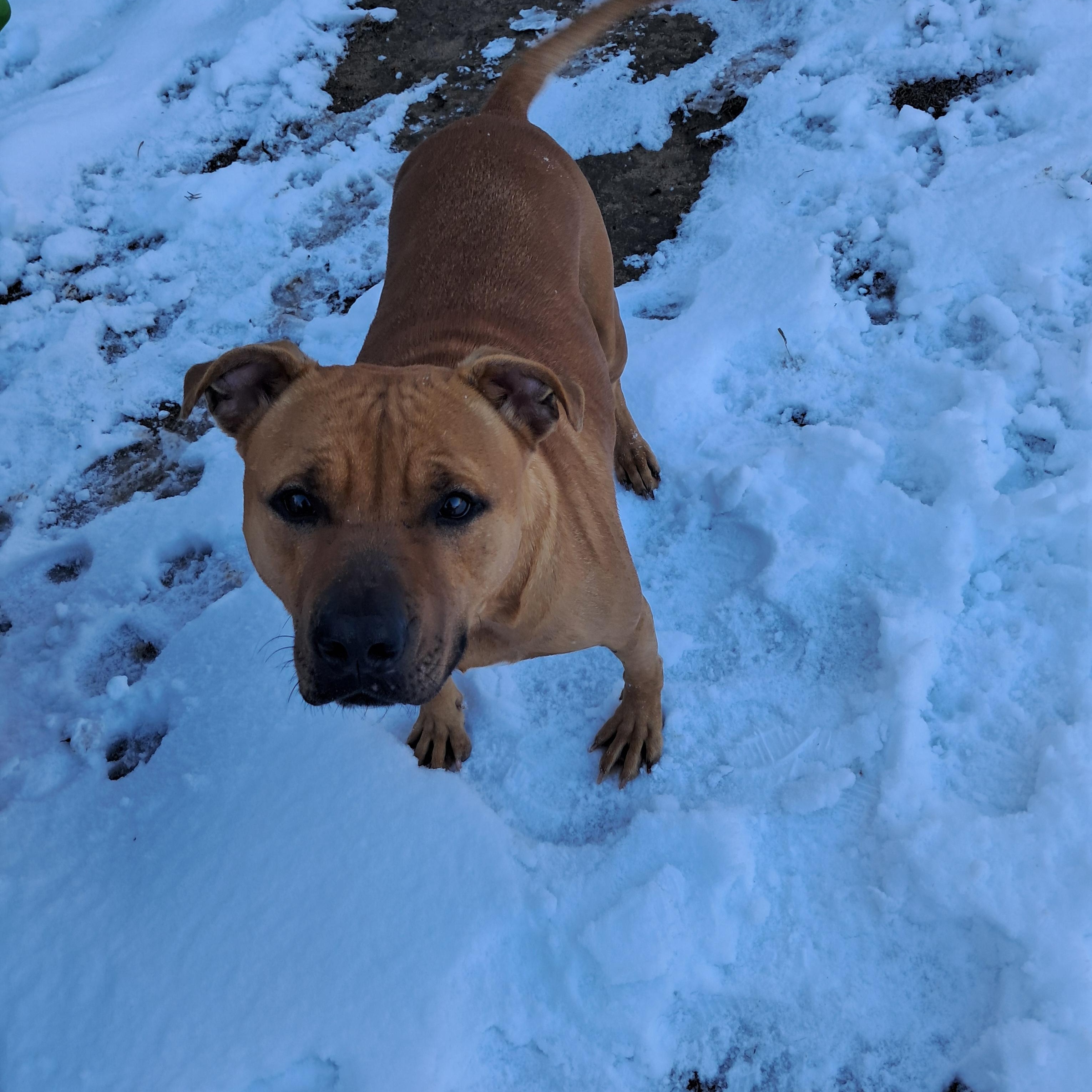 Enlarge Bucky, a Adoptable mixed breed in BREWTON, AL image 1/3