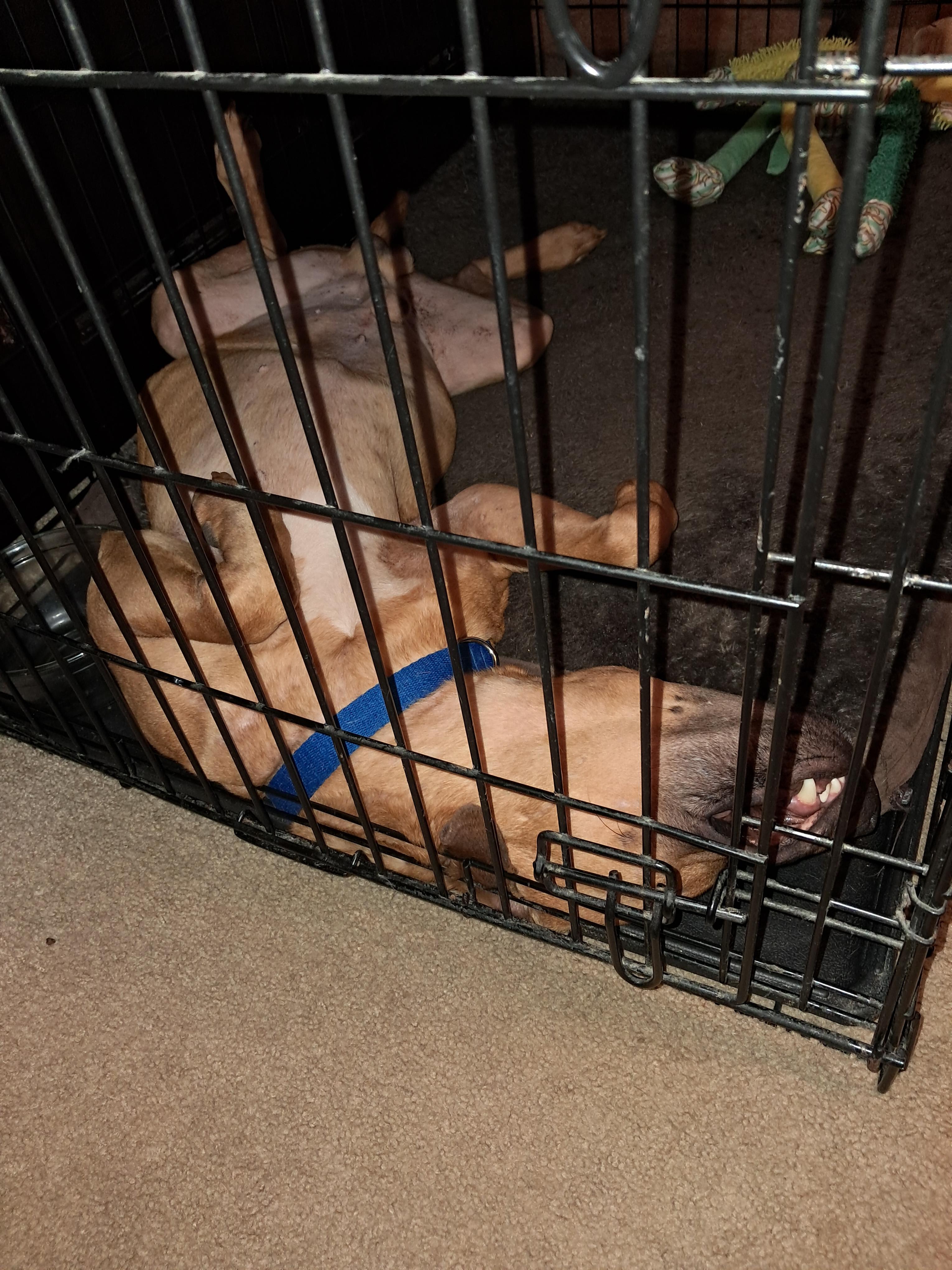 Enlarge Bucky, a Adoptable mixed breed in BREWTON, AL image 2/3