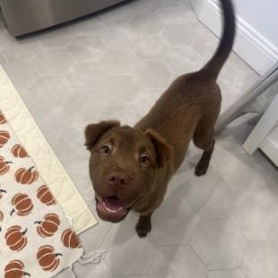 Enlarge Opal, a Adoptable mixed breed in Stamford, CT image 3/6