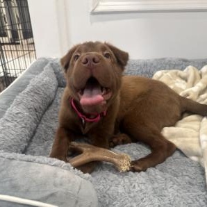 Enlarge Opal, a Adoptable mixed breed in Stamford, CT image 4/6
