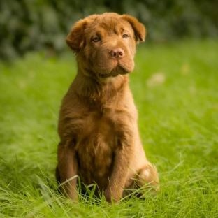Opal, Adoptable, Puppy Female Shar-Pei.