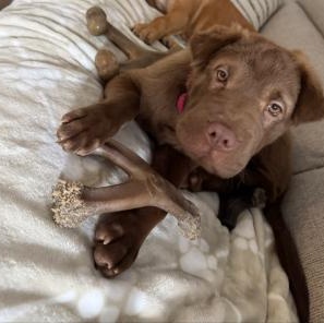 Enlarge Opal, a Adoptable mixed breed in Stamford, CT image 2/6