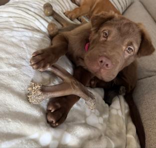 Enlarge Opal, a Adoptable mixed breed in Stamford, CT image 6/6