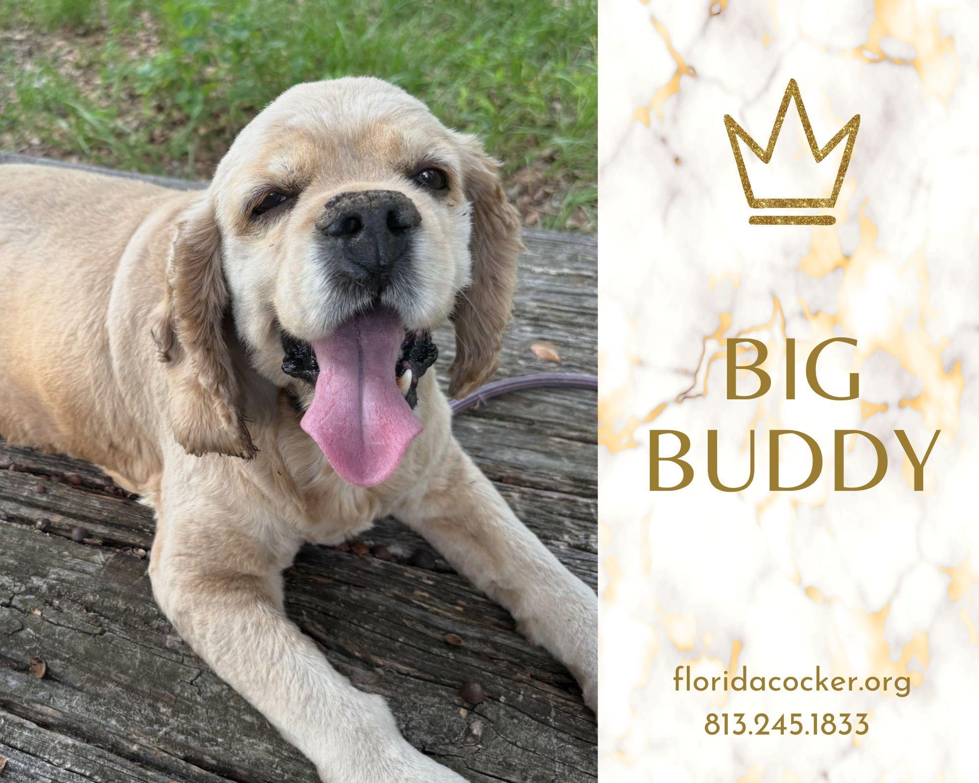 Big Buddy, Adoptable, Adult Male Cocker Spaniel.