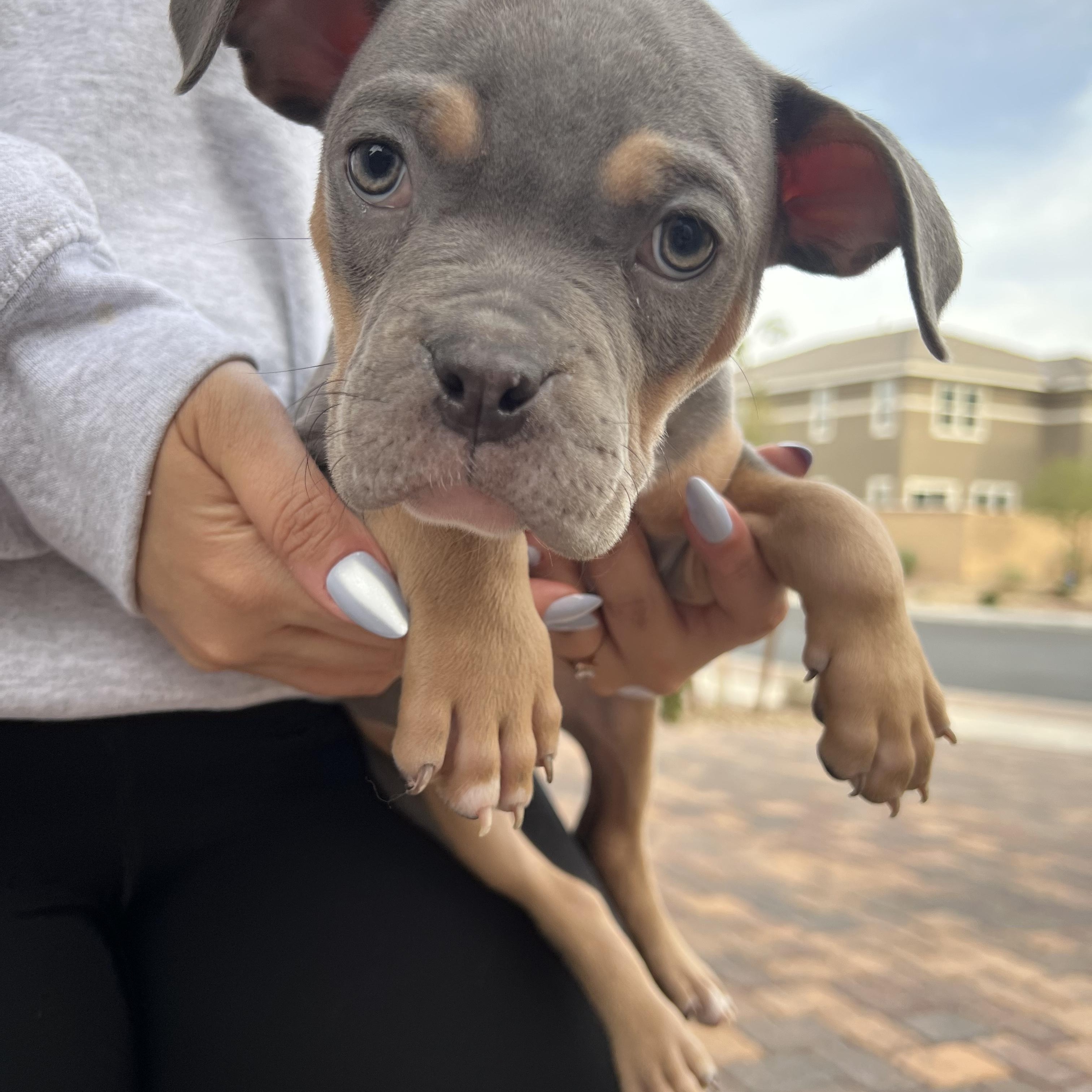 Latke, Adoptable, Puppy Female American Bully.