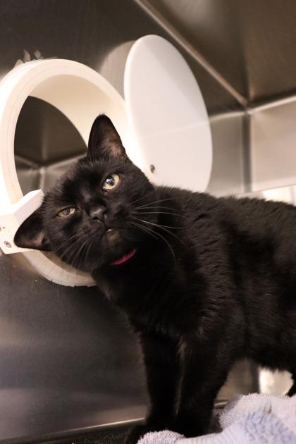 Bella, Adoptable, Young Female Domestic Short Hair & Domestic Short Hair.