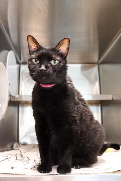 Bella, Adoptable, Young Female Domestic Short Hair & Domestic Short Hair.