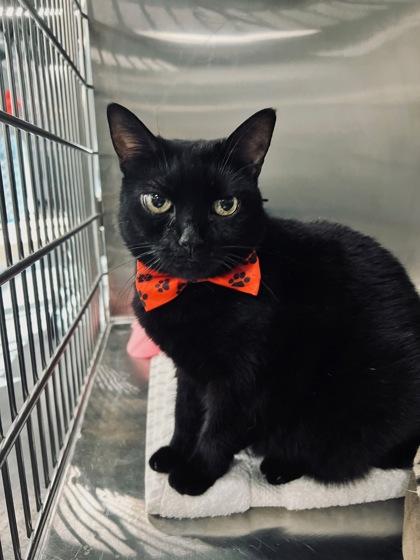 Bella, Adoptable, Young Female Domestic Short Hair & Domestic Short Hair.