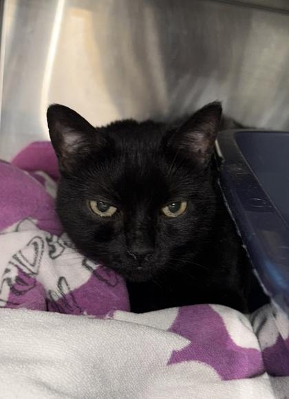 Bella, a Adoptable mixed breed in Sanford, FL image 2/3