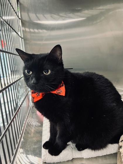 Enlarge Bella, a Adoptable mixed breed in Sanford, FL image 2/3