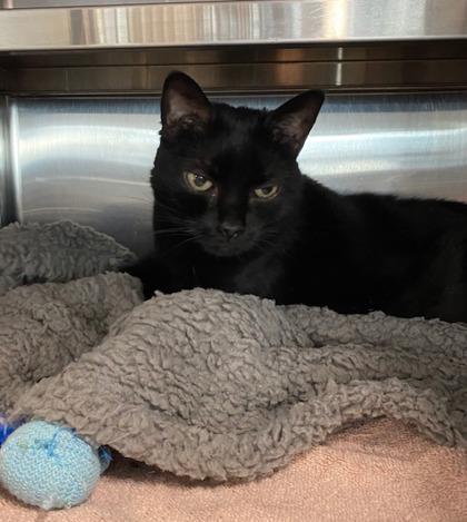 Bella, a Adoptable mixed breed in Sanford, FL image 3/3