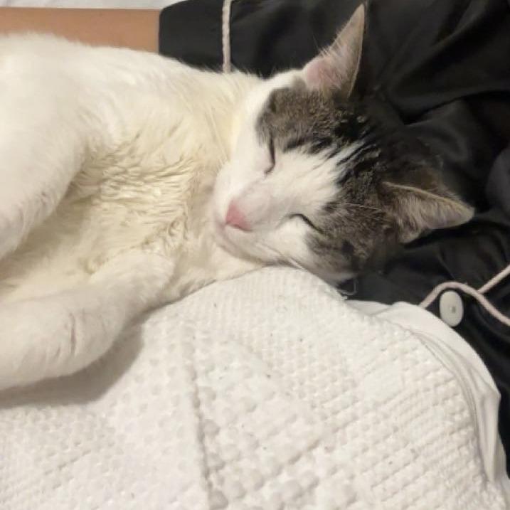 Monty, Adoptable, Young Male Domestic Short Hair.