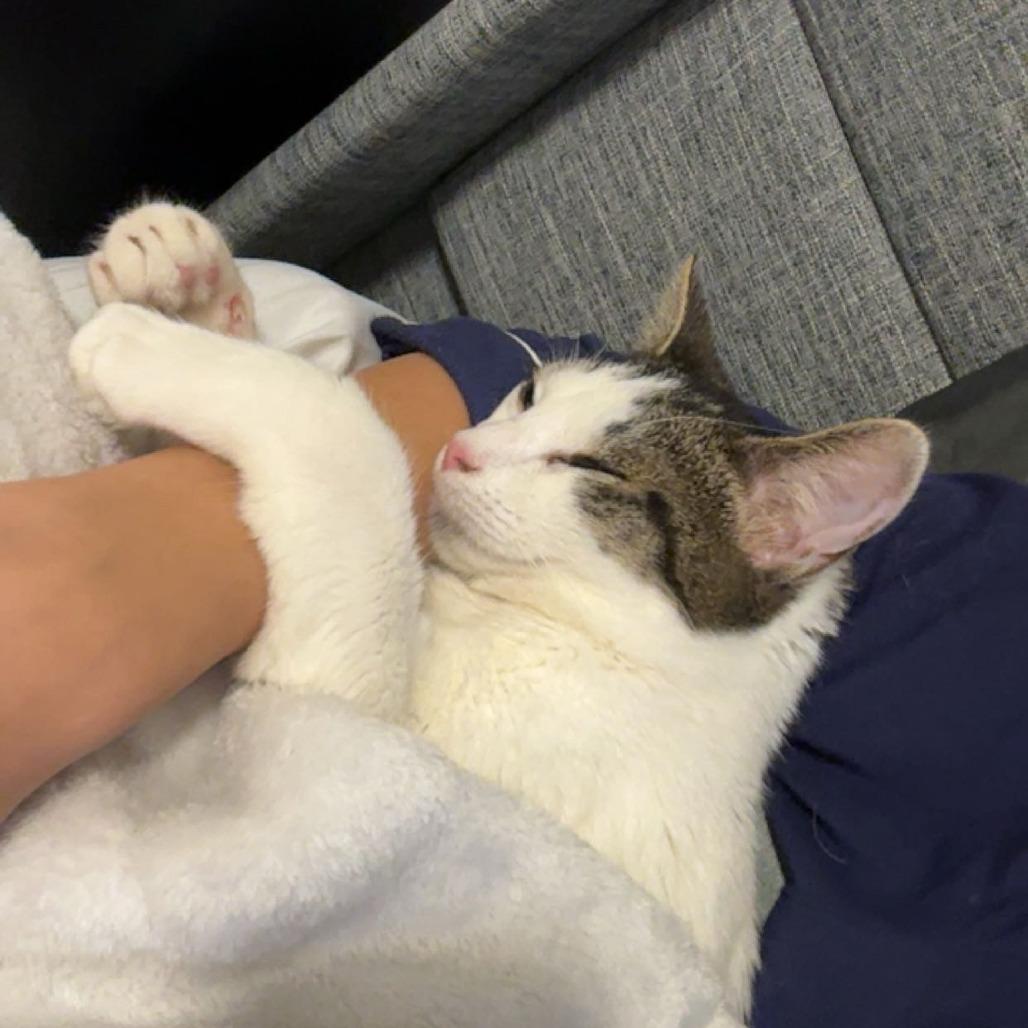 Enlarge Monty, a Adoptable Domestic Short Hair in New York, NY image 3/6