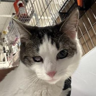 Enlarge Monty, a Adoptable Domestic Short Hair in New York, NY image 4/6