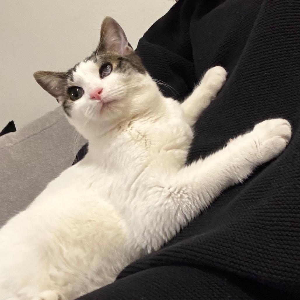 Enlarge Monty, a Adoptable Domestic Short Hair in New York, NY image 5/6