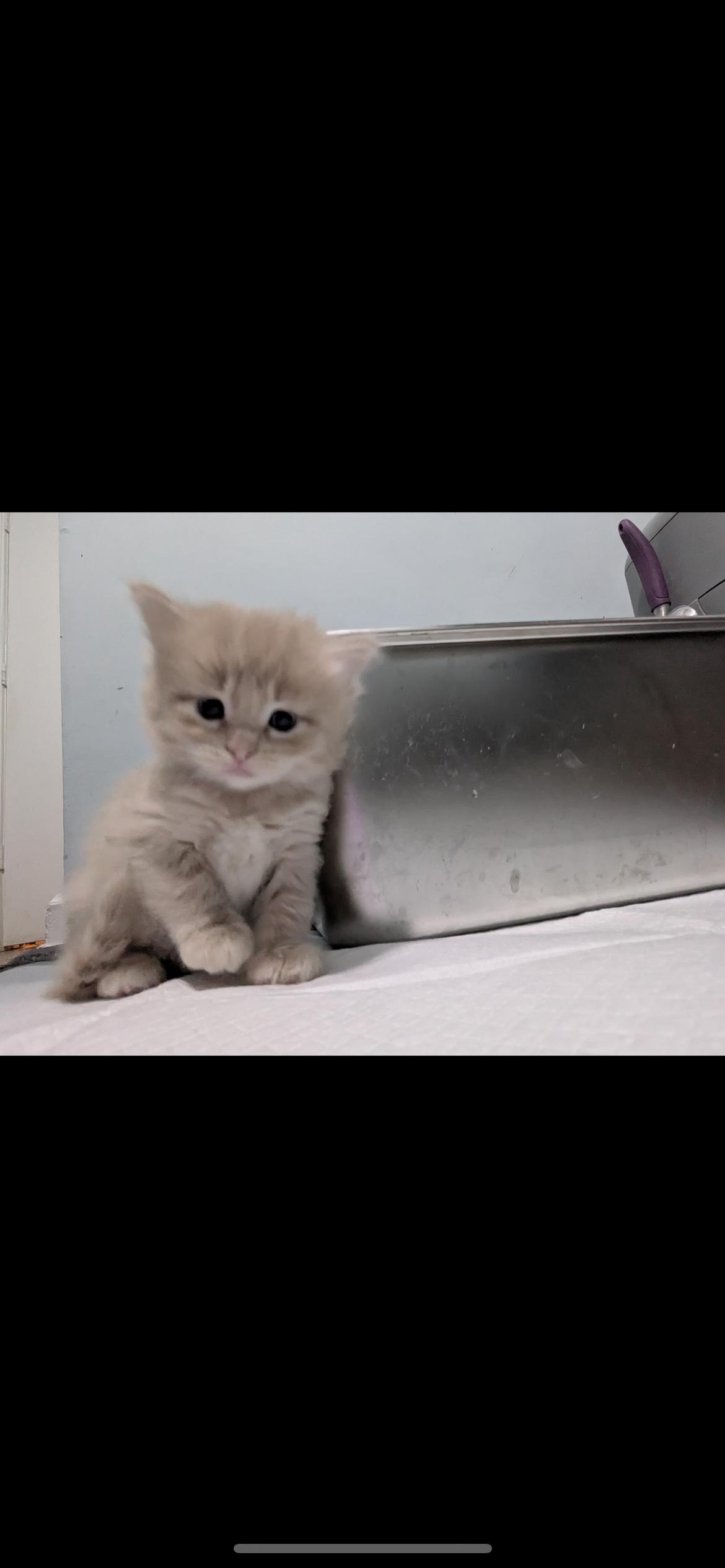 Enlarge Catan, a ADOPTABLE Domestic Medium Hair in Columbus, OH image 5/5