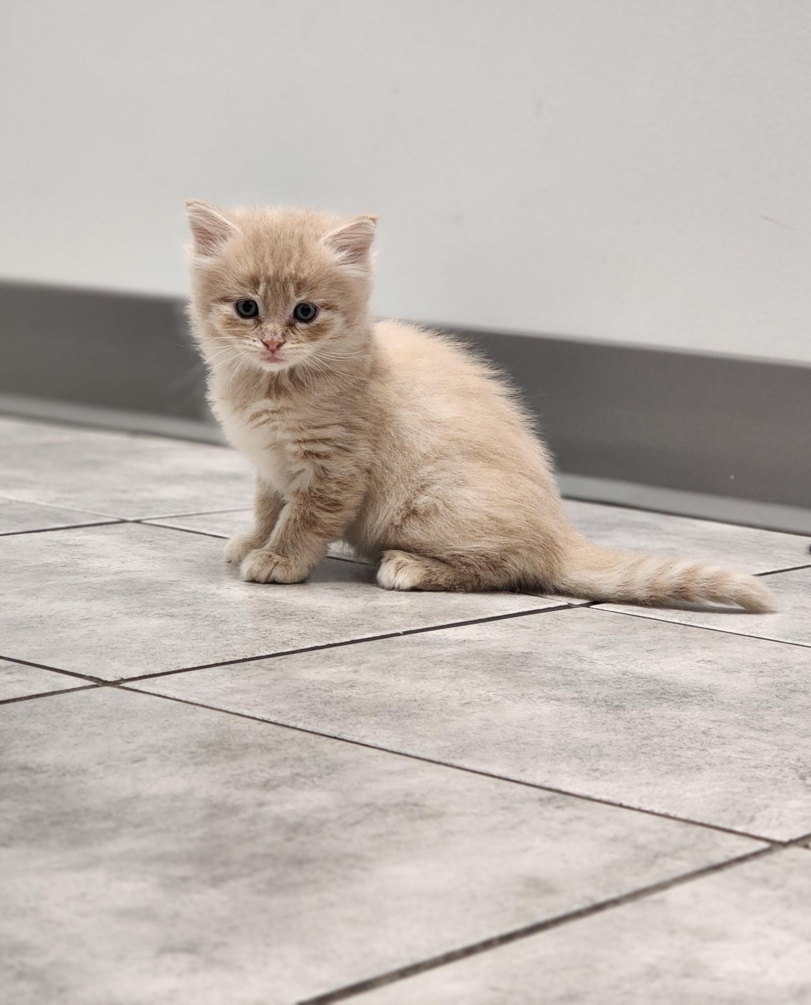 Catan, ADOPTABLE, Kitten Female Domestic Medium Hair.