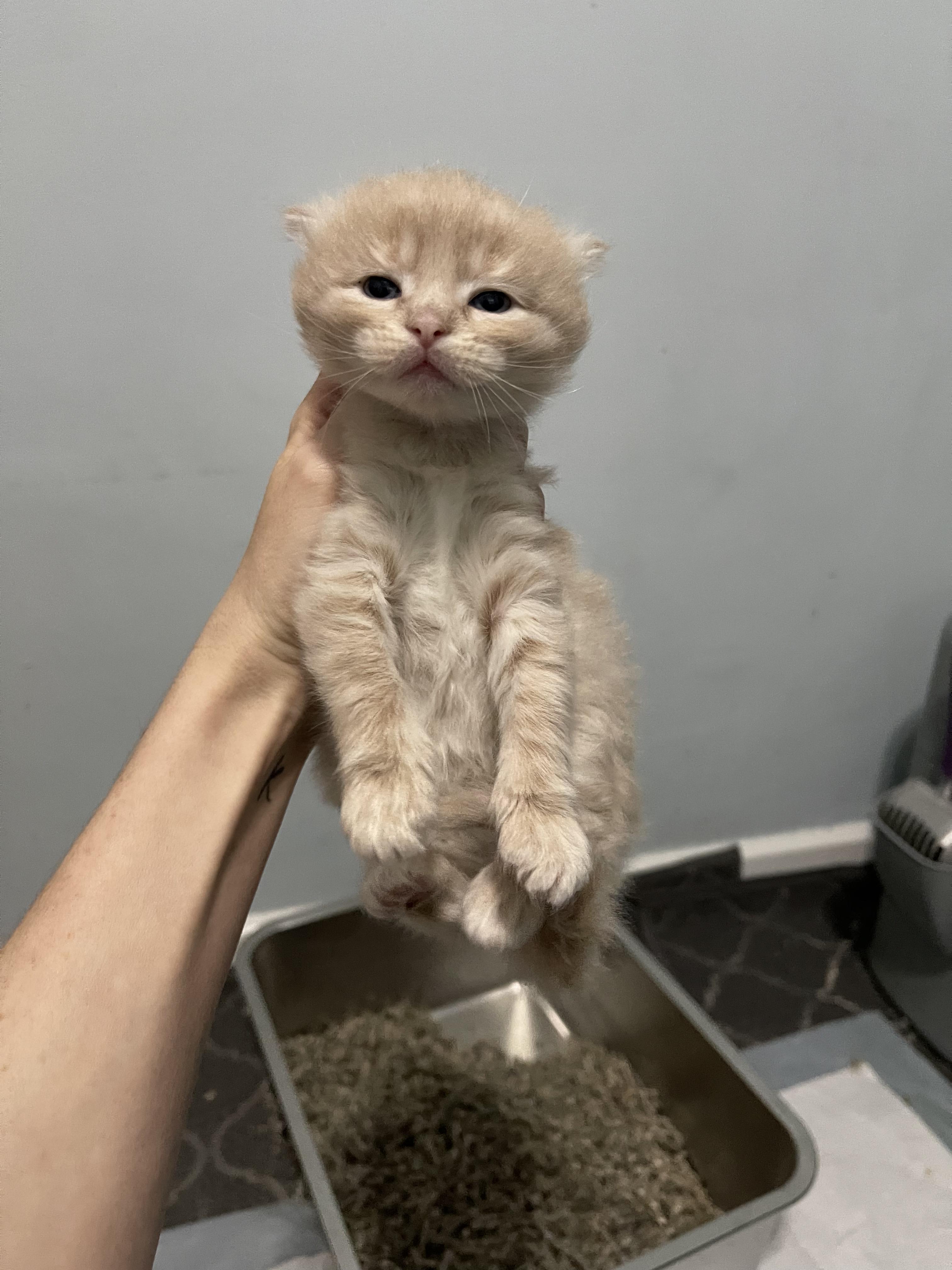 Enlarge Catan, a ADOPTABLE Domestic Medium Hair in Columbus, OH image 3/5