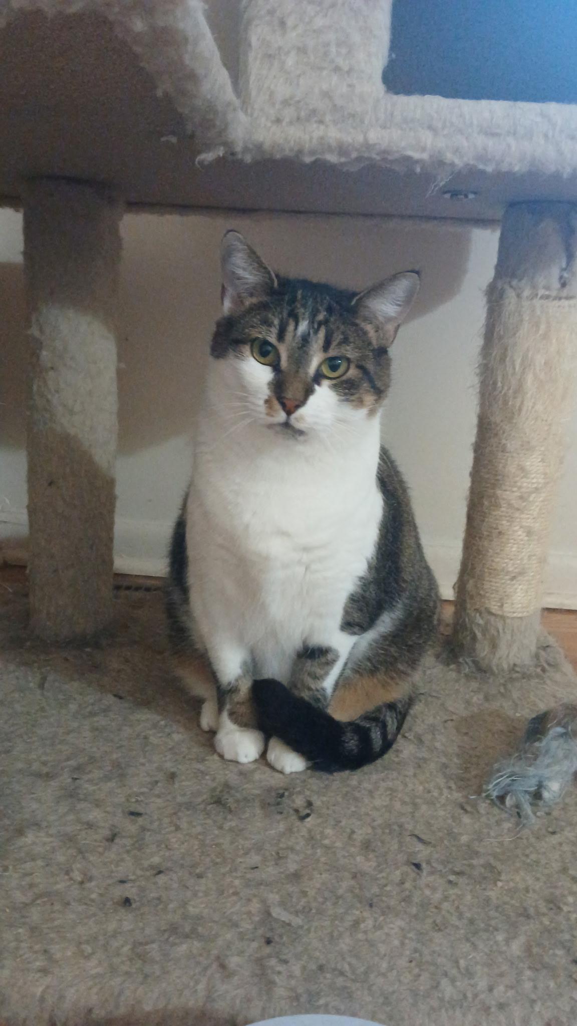 Enlarge Porsche, a Adoptable Domestic Short Hair in Elkton, MD image 1/6