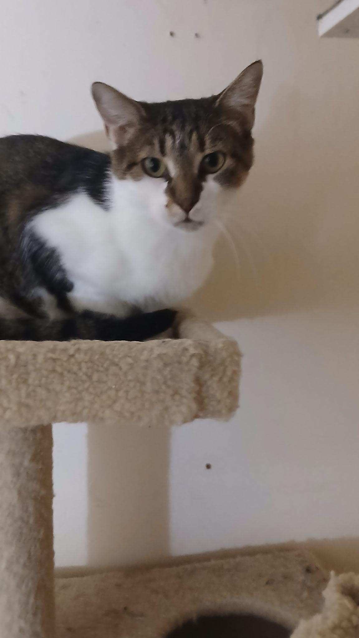 Enlarge Porsche, a Adoptable Domestic Short Hair in Elkton, MD image 3/6