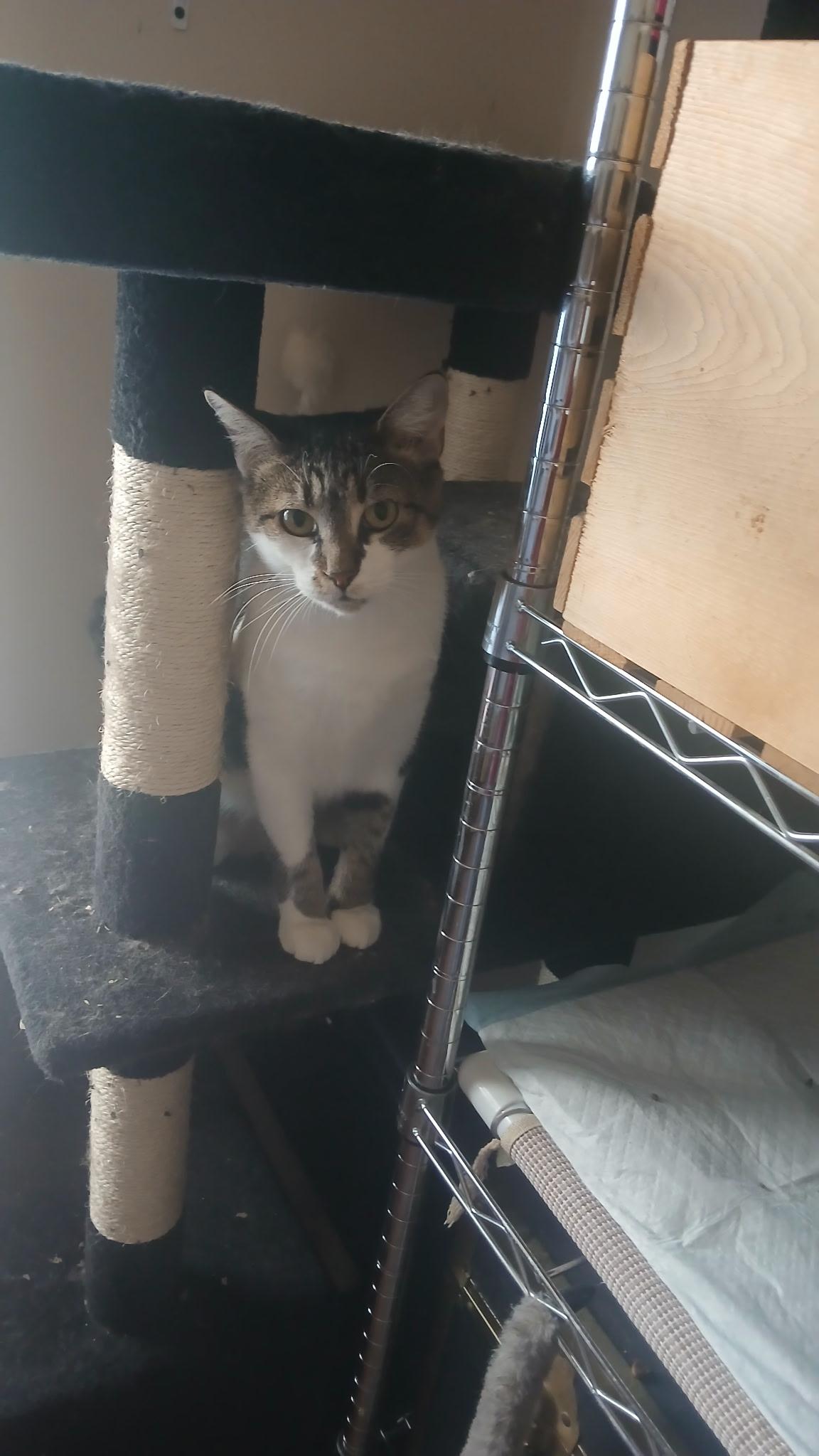 Enlarge Porsche, a Adoptable Domestic Short Hair in Elkton, MD image 4/6