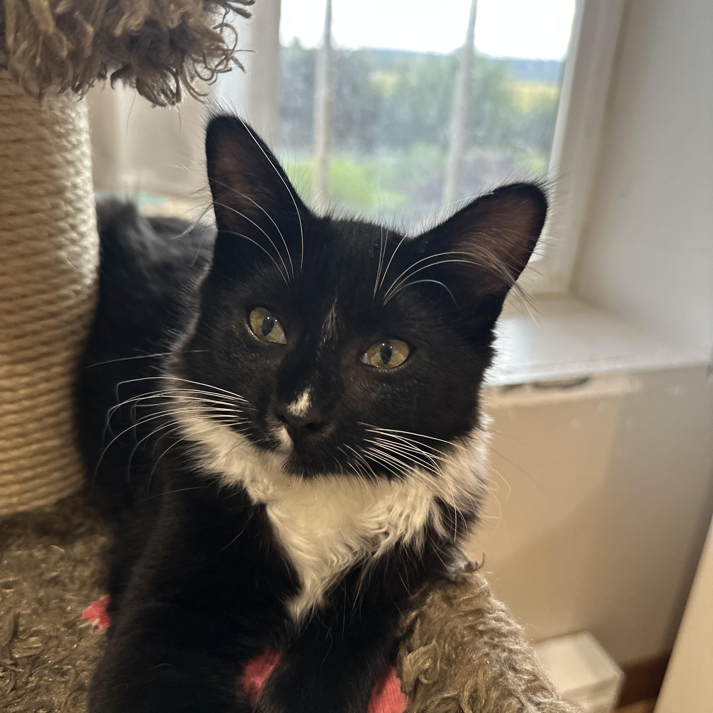 Milan, a Adoptable Domestic Medium Hair in Courtenay, BC image 2/5