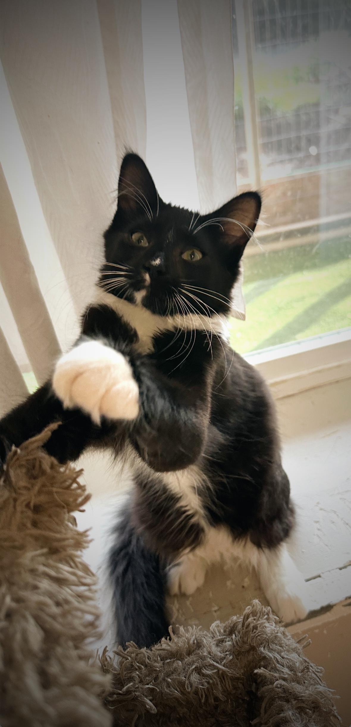 Milan, Adoptable, Kitten Female Domestic Medium Hair.