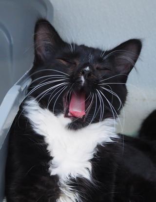 Milan, a Adoptable Domestic Medium Hair in Courtenay, BC image 5/5