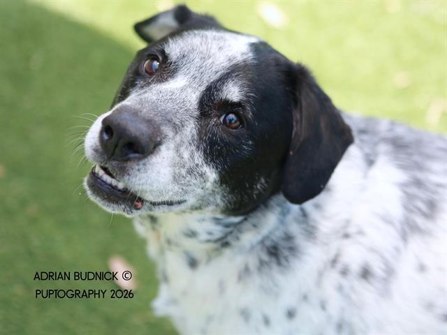 Rebel, ADOPTABLE, Adult Male Mixed Breed.