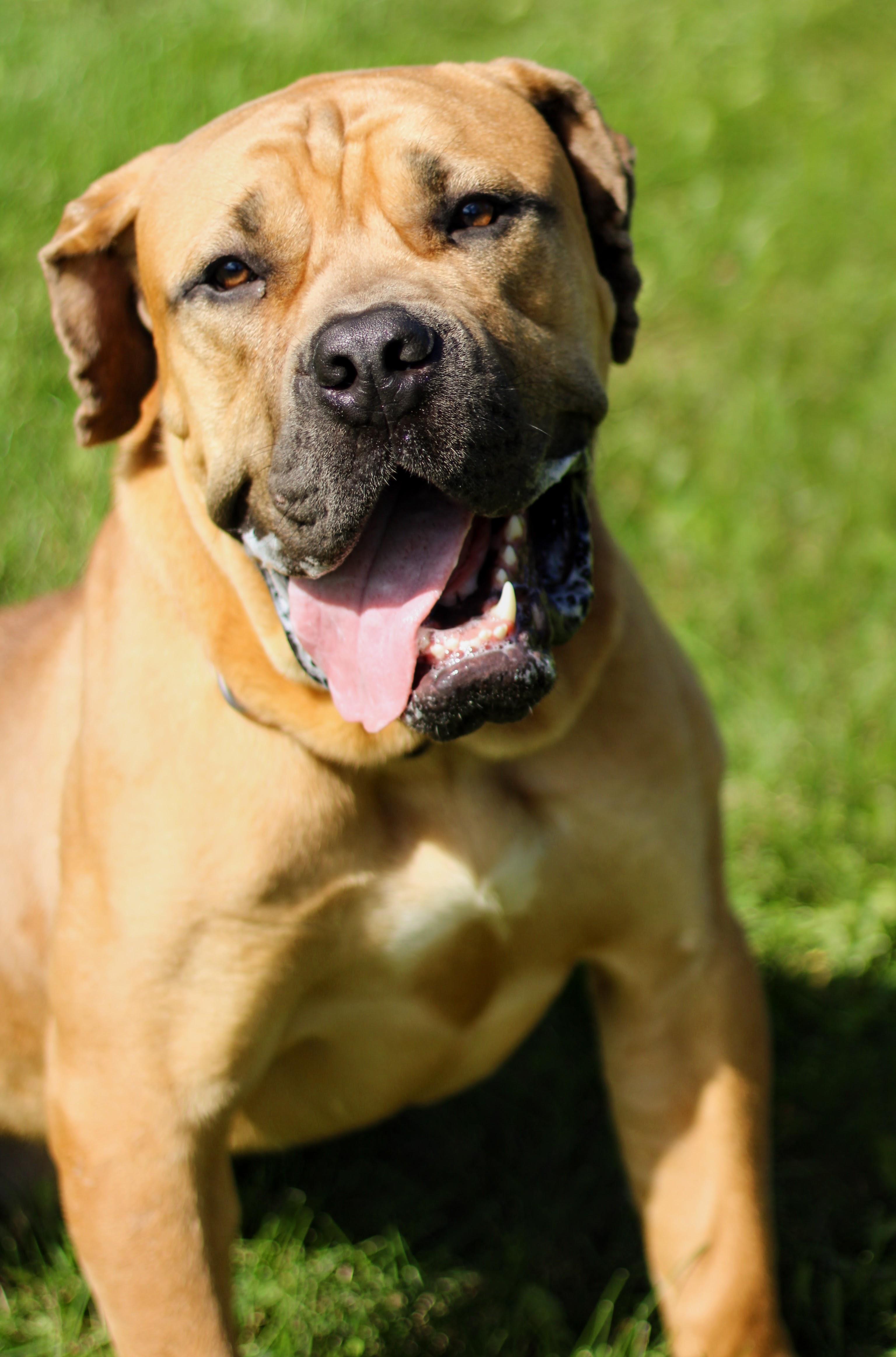 Enlarge Bubba, a Adoptable mixed breed in Battle Creek, MI image 2/6