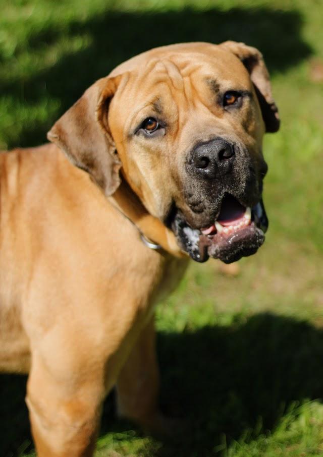 Enlarge Bubba, a Adoptable mixed breed in Battle Creek, MI image 5/6