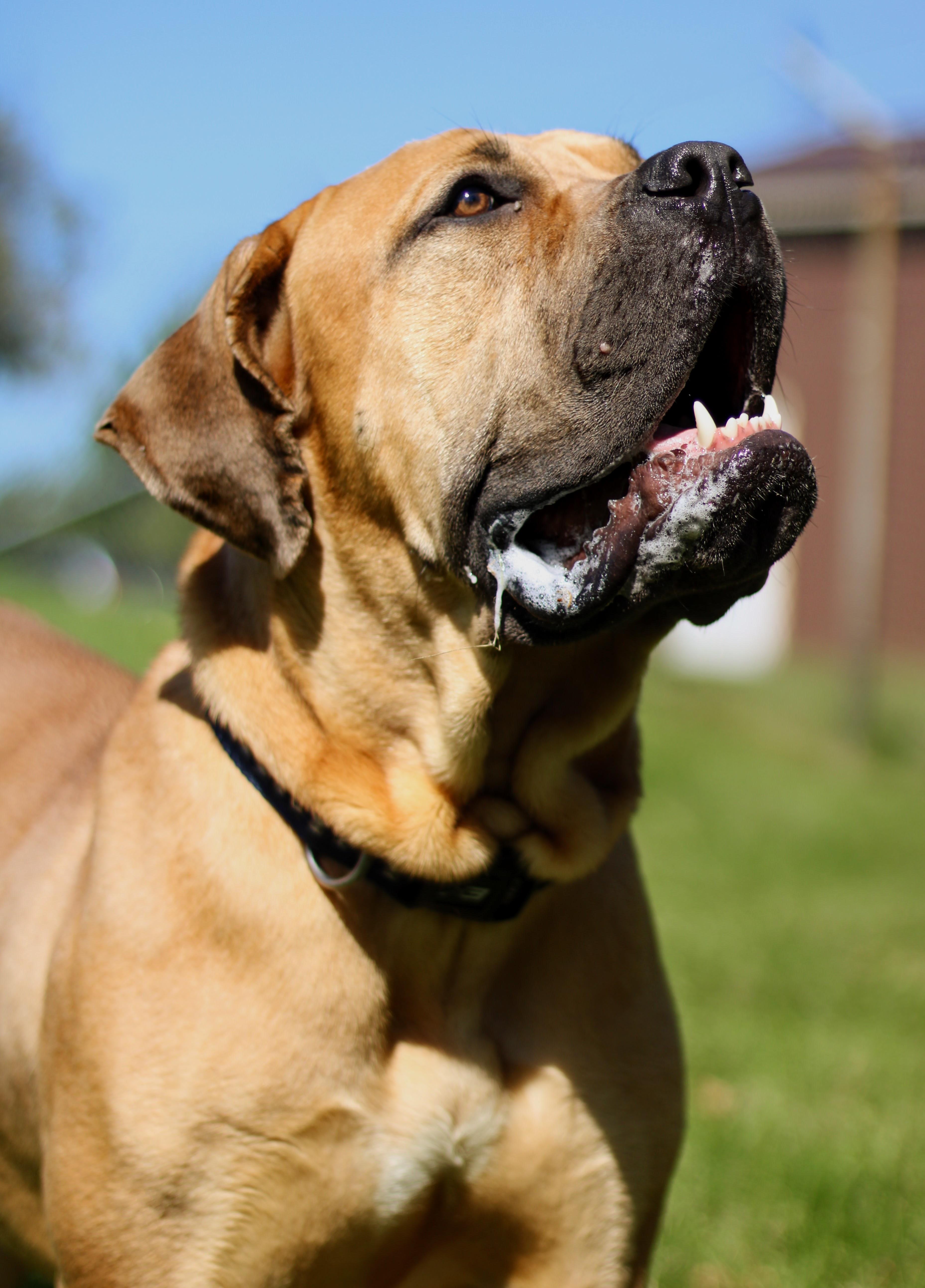 Enlarge Bubba, a Adoptable mixed breed in Battle Creek, MI image 3/6