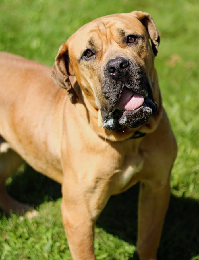 Enlarge Bubba, a Adoptable mixed breed in Battle Creek, MI image 6/6