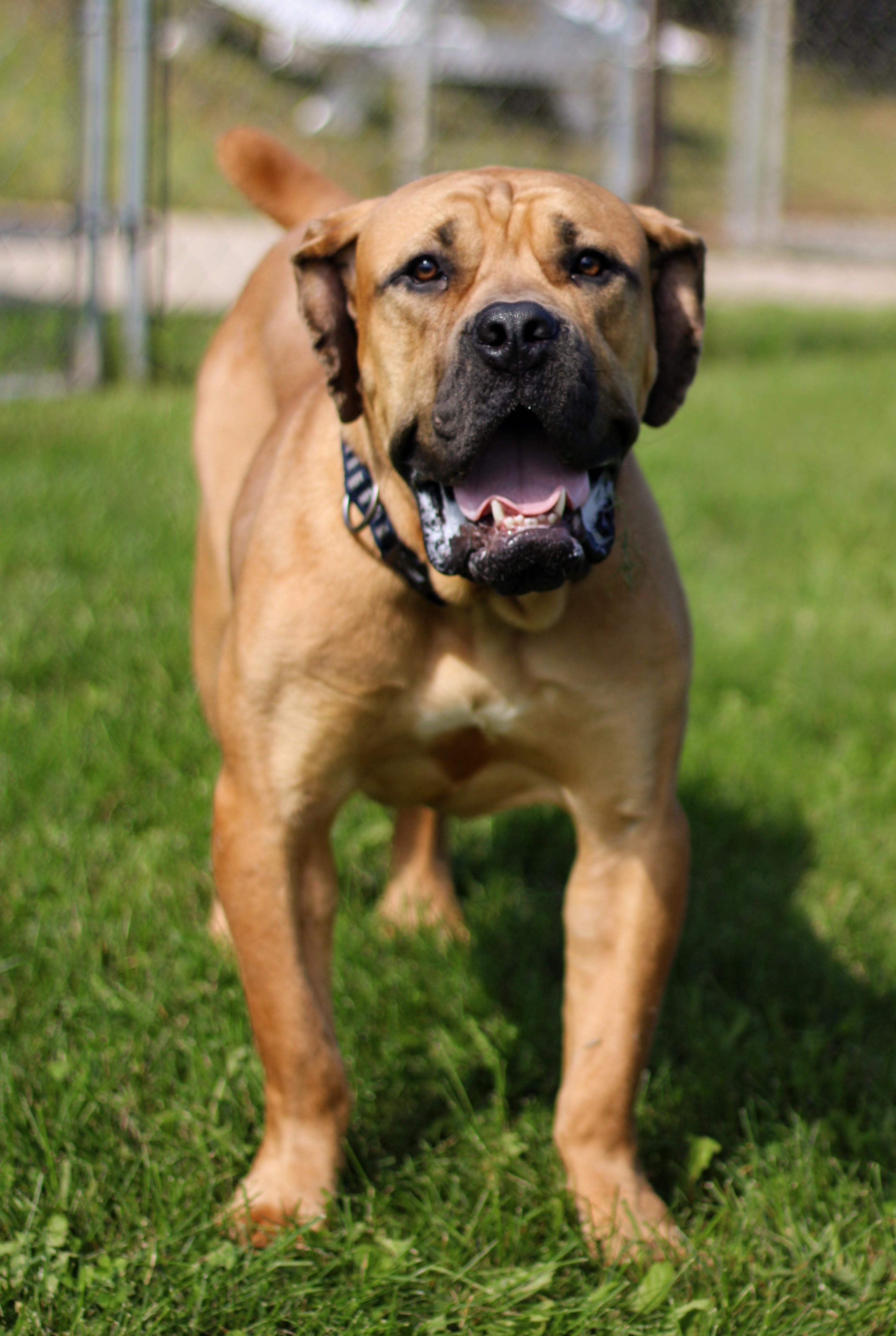 Enlarge Bubba, a Adoptable mixed breed in Battle Creek, MI image 1/6