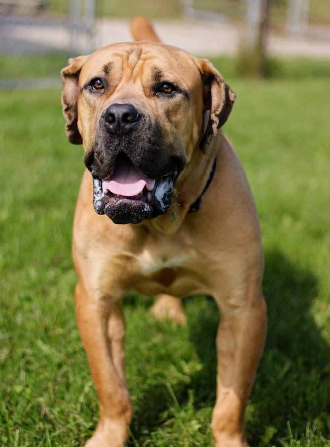 Enlarge Bubba, a Adoptable mixed breed in Battle Creek, MI image 4/6
