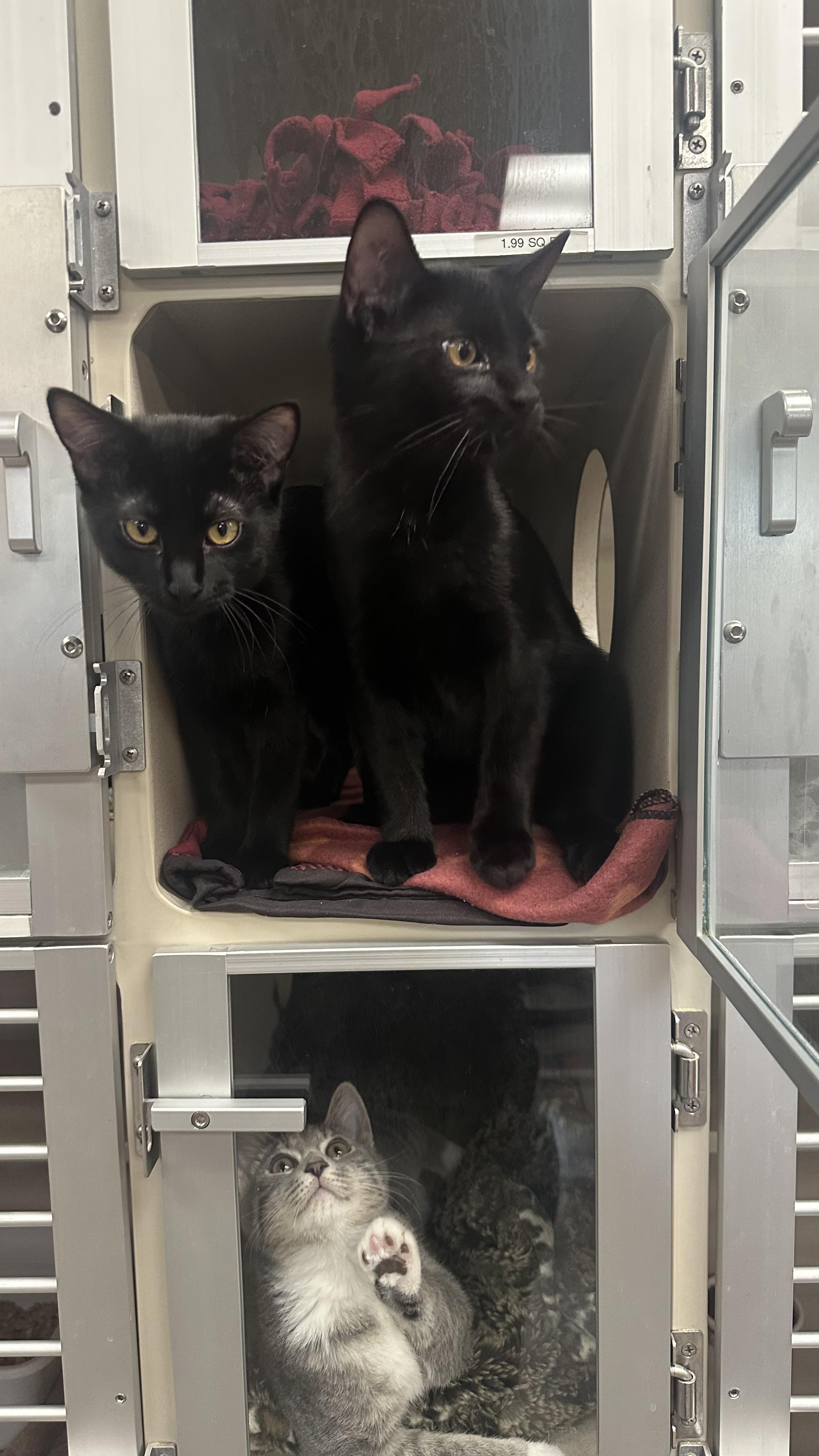 Ned Boy & Jellybean Girl (Bonded)