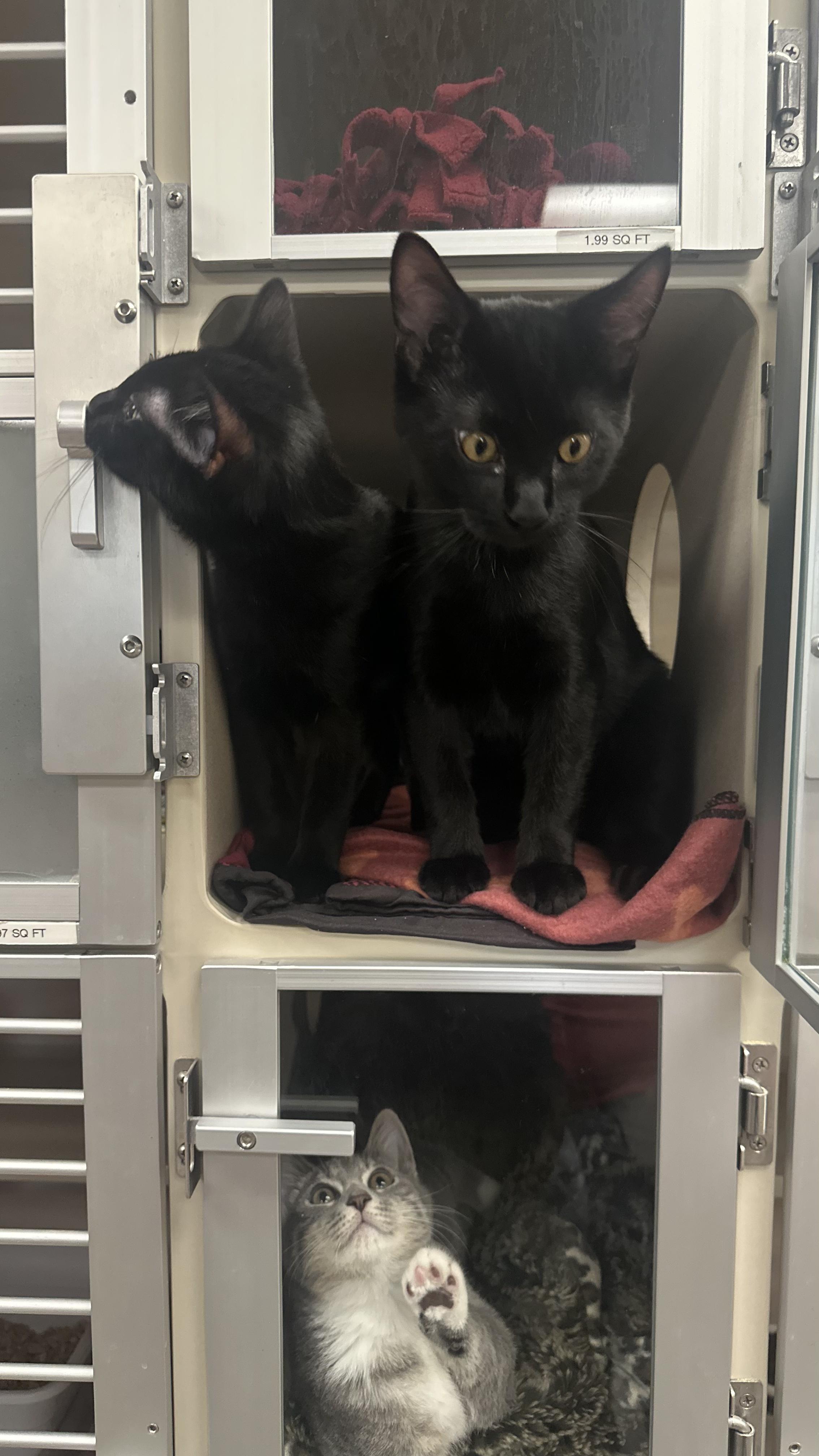 Ned Boy & Jellybean Girl (Bonded)