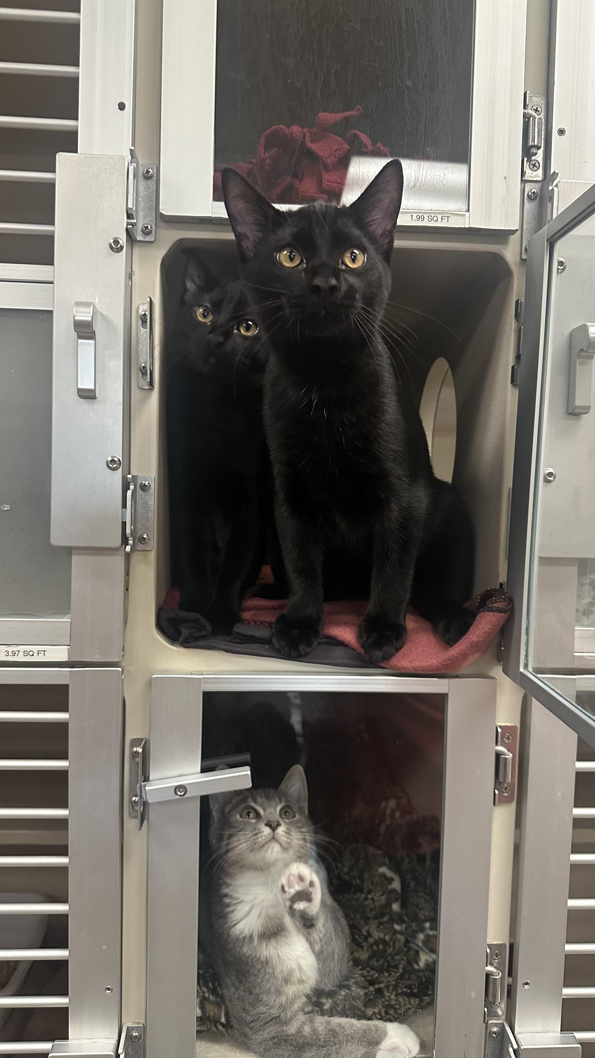 Ned Boy & Jellybean Girl (Bonded)