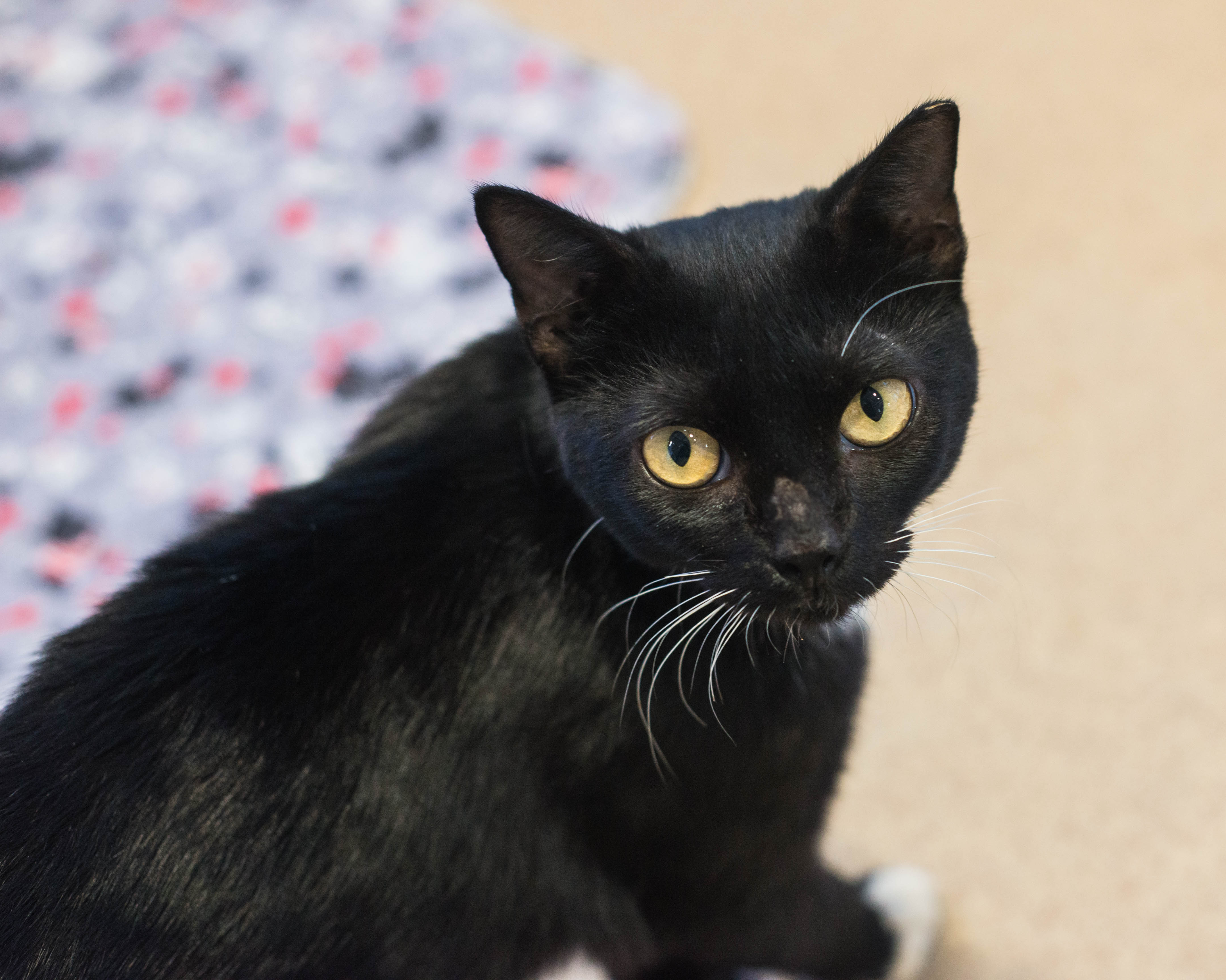 Cat for adoption Spooky, a Domestic Short Hair in Mont Belvieu, TX